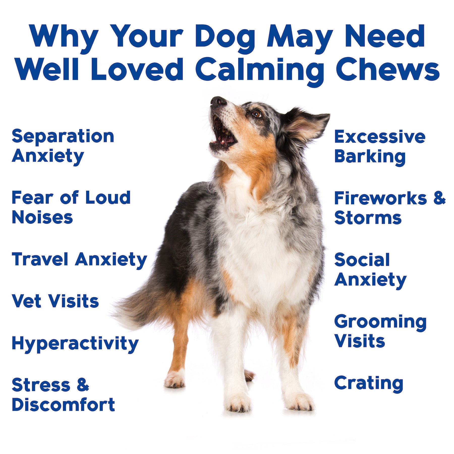 Photo inspiration: Calming Tips For Dogs From Holistic Veterinarians Photo Inspiration