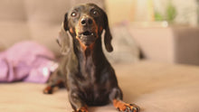 Load and play video in Gallery viewer, Well Loved Extra Strength Calming Chews